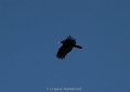 Turkey Vulture